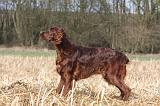 SETTER IRLANDAIS 402